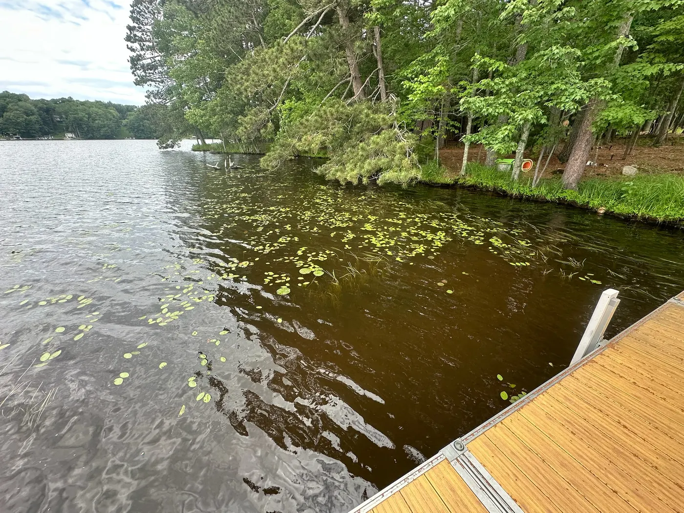 Aquatic weeds growing thickly beside a Northwoods dock
