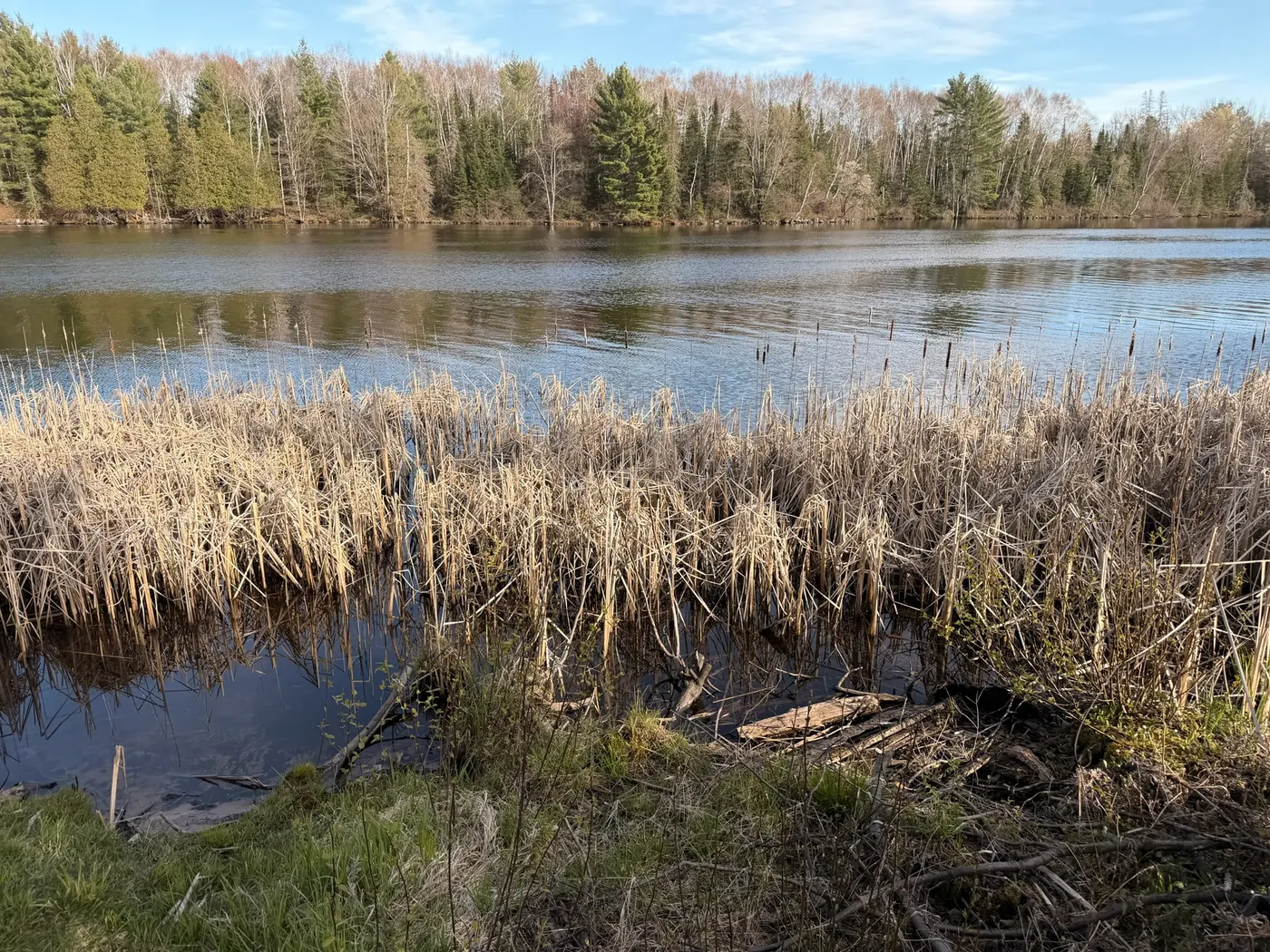 Natural Northwoods lake shoreline