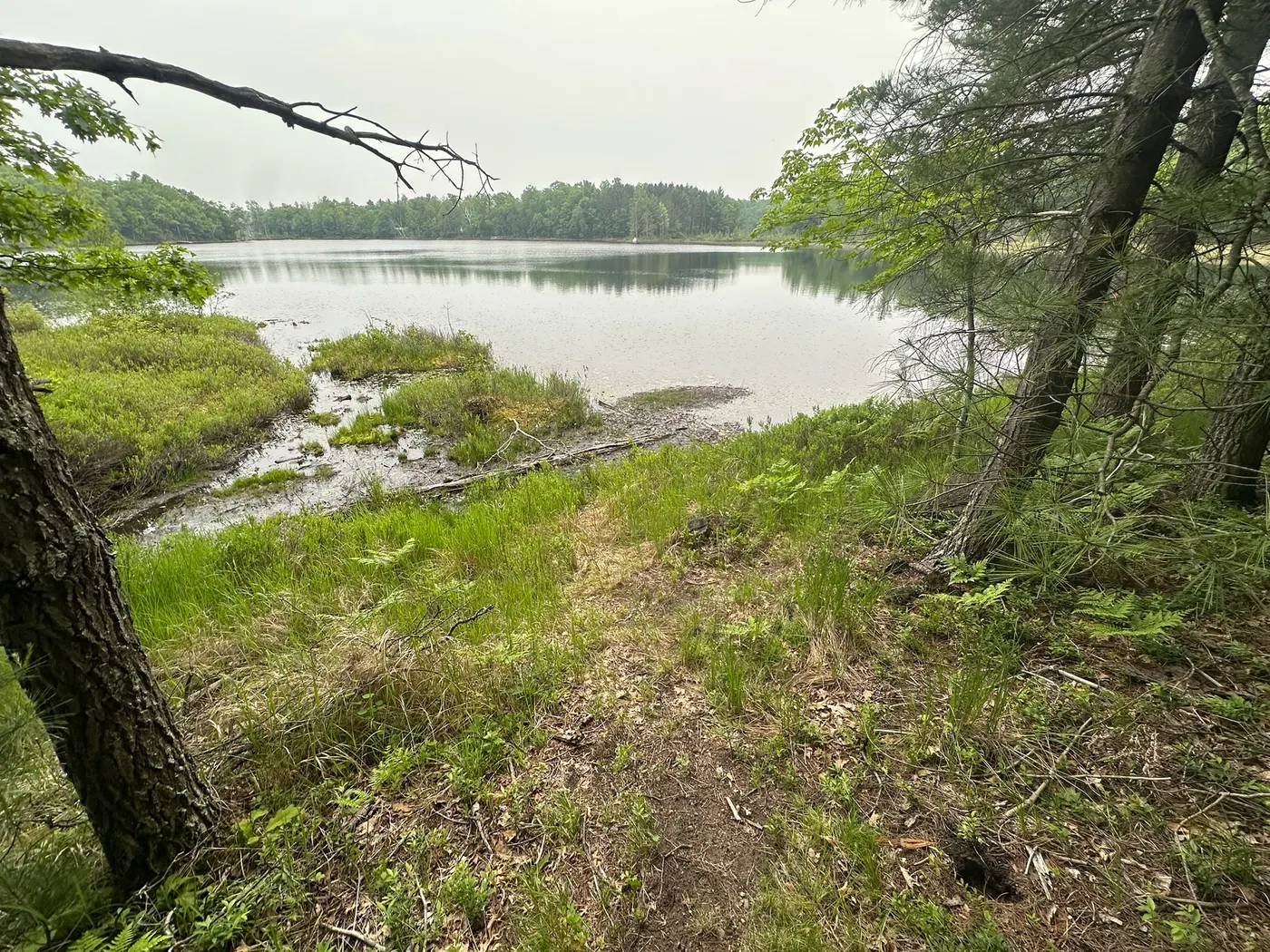 Overgrown natural shoreline before manual clearing