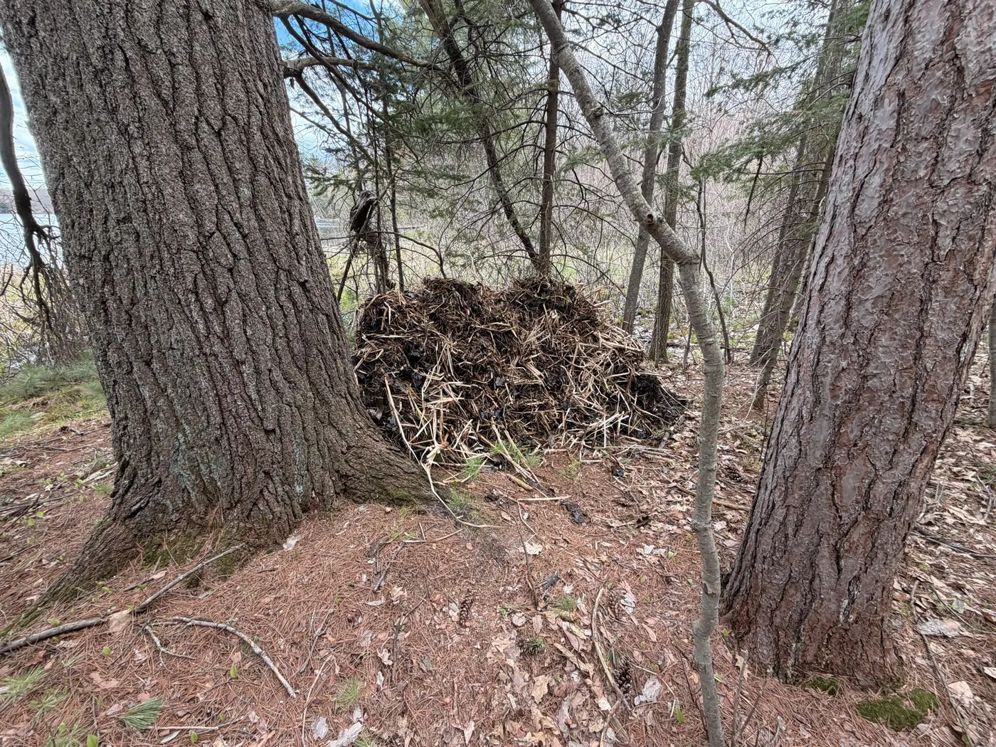Removed aquatic vegetation collected on shore