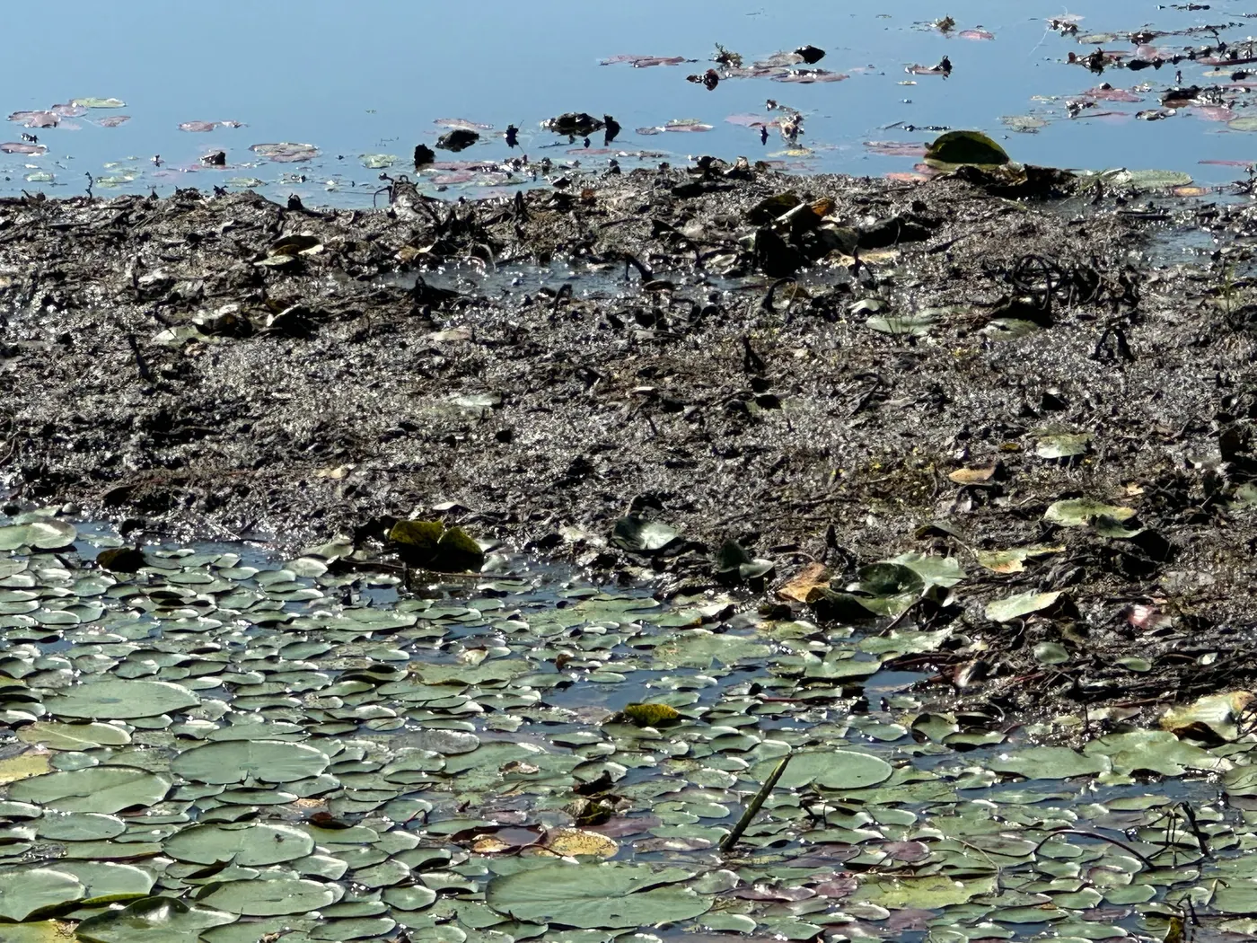 Aquatic weeds removed with root mass